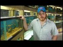 Evcil Hayvan Balık Bakımı : Akvaryum Malzemeleri