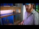 Evcil Hayvan Balık Bakımı : Nasıl Bir Balık Akvaryumu Temizlerim?