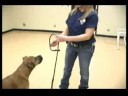 Köpek Eğitim Yaka Ve Koşum : İngiliz Kayma Köpek Bir Yol Kullanarak 