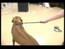 Köpek Eğitim Yaka Ve Koşum : Kolay Yürüyüş Köpek Bir Koşum Kullanarak 