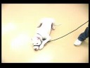 Köpek Eğitim Yaka Ve Koşum Takımı: Bir Halti Köpek Koşum Kullanarak