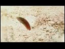 Karayip Balık Tanımlama: Yeşil Razorfish Belirleme Resim 3