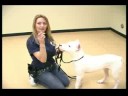 Köpek Eğitim Yaka Ve Koşum : Blanc Köpek Bir Koşum Montaj  Resim 3