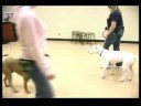 Köpek Eğitim Yaka Ve Koşum : Dişli Köpek Tasması Kullanarak  Resim 3