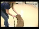 Köpek Eğitim Yaka Ve Koşum : İngiliz Kayma Köpek Bir Yol Kullanarak  Resim 3