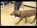 Köpek Eğitim Yaka Ve Koşum : Kolay Yürüyüş Köpek Bir Koşum Kullanarak  Resim 3