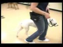Köpek Eğitim Yaka Ve Koşum Takımı: Bir Halti Köpek Koşum Kullanarak Resim 3