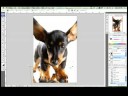Photoshop Cs3: Yansımaları Ve Metin: Photoshop Cs3: Bir Köpeğin Arka Bacak Yansıtan Resim 3