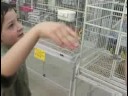 Çocuklar İçin Evcil Kuşlar : Bir Çocuk İçin En İyi Pet Kuş  Resim 4