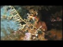 Karayip Balık Tanımlama: Nasıl Bir Yangın Tanımlamak İçin Mercan Balık Resim 4