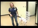 Köpek Eğitim Yaka Ve Koşum : Dişli Köpek Tasması Kullanarak  Resim 4