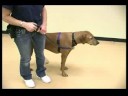 Köpek Eğitim Yaka Ve Koşum : Kolay Yürüyüş Köpek Bir Koşum Kullanarak  Resim 4