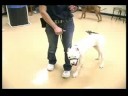 Köpek Eğitim Yaka Ve Koşum Takımı: Bir Halti Köpek Koşum Kullanarak Resim 4