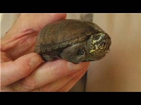 Bir Kaplumbağa Satın Almak İçin Nasıl Kaplumbağa Ve Kaplumbağa Bilgileri :  Resim 1