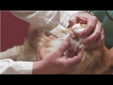 Kedi Isırığı Tedavi Etmek İçin Nasıl Evcil Hayvan Bakımı : 