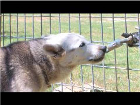 Pet Kabul Kurtarma : Neden Bir Sığınak Bir Evcil Hayvan Evlat? Resim 1