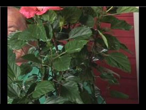 Tropikal Bitki Bakımı: Hibiscus Bitki Yetiştirme Resim 1
