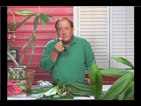 Tropikal Bitki Bakımı: Plumeria Bitki Bakımı