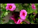 Nasıl Çiçek Yetiştirmek İçin : Sizi Hasta Edebilir Bu Çiçek Kokuları Ortadan Kaldırarak 