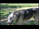 Pet Kabul Kurtarma : Yetişkin Bir Köpek Almak ... 