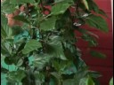 Tropikal Bitki Bakımı: Hibiscus Bitki Yetiştirme