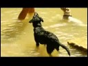 Yüzmek İçin Bir Köpek Öğretmek İçin Nasıl Eğitim Köpek : 