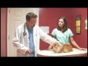 Evcil Hayvan Bakımı : Bir Soğuk İle Bir Kedi Tedavi  Resim 3