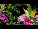 Nasıl Çiçek Yetiştirmek İçin Çiçek Farklı Türleri Tanımlama  Resim 3