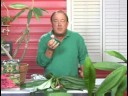 Tropikal Bitki Bakımı: Plumeria Bitki Bakımı Resim 3
