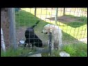 Hayvan Kurtarma Evlat Edinme : Evlatlık Bir Evcil Hayvan Bakımı  Resim 4