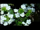 Nasıl Çiçek Yetiştirmek İçin Çiçek Farklı Türleri Tanımlama  Resim 4