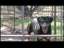 Pet Kabul Kurtarma : Yetişkin Bir Köpek Almak ...  Resim 4
