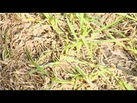 Çim Bakımı İpuçları : Çim Bakımı İpuçları: Grub Solucanlar Kurtulmak 