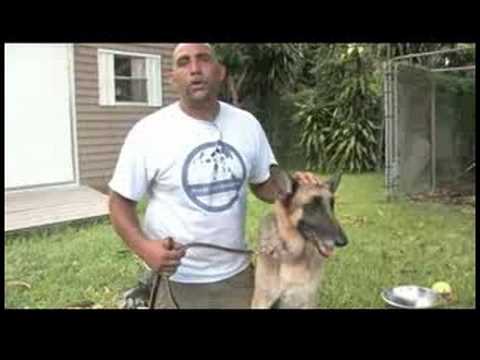 Köpek Eğitim Ve Mülkiyet: Nasıl Bir Alman Çoban İçin Bakım İçin Resim 1