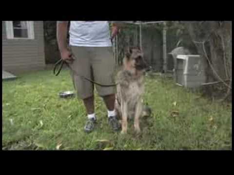 Köpek Eğitim Ve Mülkiyet: Nasıl Senin Köpek El İşaretleri Öğretmek Resim 1