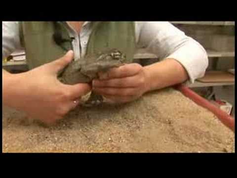 Sürüngenler, Amfibiler, Omurgasızlar Ve Küçük Evcil Hayvanlar : Colorado Nehri Kara Kurbağası Gerçekler Resim 1