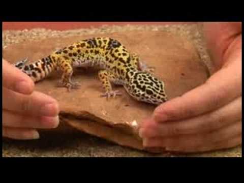 Sürüngenler, Amfibiler, Omurgasızlar Ve Küçük Evcil Hayvanlar : Leopar Gecko Gerçekler