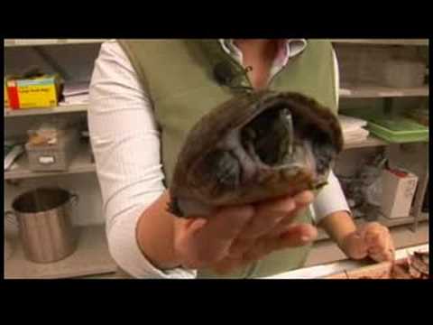 Sürüngenler, Amfibiler, Omurgasızlar Ve Küçük Evcil Hayvanlar : Ortak Misk Kaplumbağa Gerçekler Resim 1