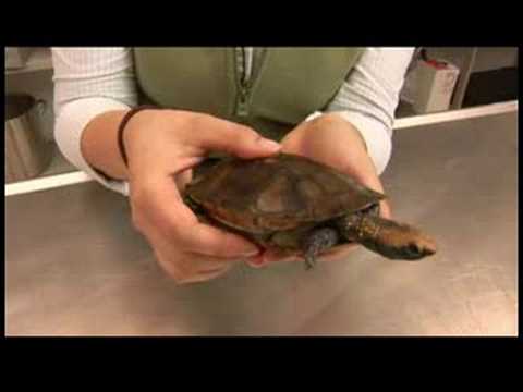 Sürüngenler, Amfibiler, Omurgasızlar Ve Küçük Evcil Hayvanlar : Twist-Boyunlu Kaplumbağa Gerçekler