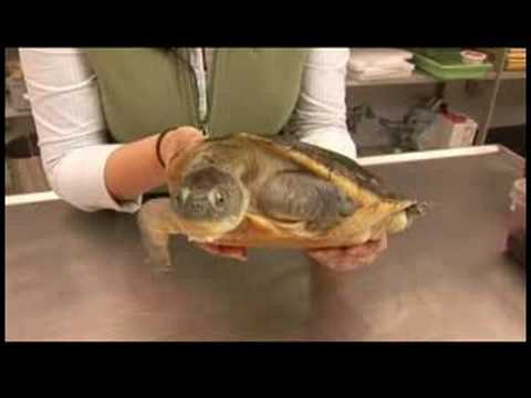 Sürüngenler, Amfibiler, Omurgasızlar Ve Küçük Evcil Hayvanlar : Yeni Gine Kaplumbağa Gerçekleri Yakalamaya 