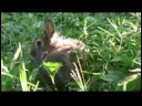 Kobay Ve Tavşan Bakımı Tavşan Tanımlamak İçin Nasıl\'s Cinsiyet