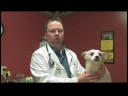 Köpek Bakım İpuçları : Bir Köpek Nasıl davranacağını\'s Kulak Enfeksiyonu