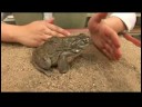 Sürüngenler, Amfibiler, Omurgasızlar Ve Küçük Evcil Hayvanlar : Colorado Nehri Kara Kurbağası Gerçekler