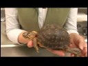 Sürüngenler, Amfibiler, Omurgasızlar Ve Küçük Evcil Hayvanlar : Doğu Kutusu Kaplumbağa Gerçekler Resim 2