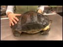 Sürüngenler, Amfibiler, Omurgasızlar Ve Küçük Evcil Hayvanlar : Malezyalı Dev Kaplumbağa Gerçekler