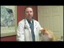 Kedilerde Deri Kanseri Tespit Etmek İçin Nasıl Bir Sağlık İpuçları Kedi :  Resim 3