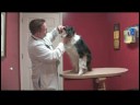Köpek Bakım İpuçları : Köpek Eti Nasıl Kontrol Ya Da Kedi Resim 3