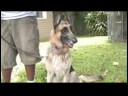 Köpek Eğitim & Mülkiyet : Köpek Önlemek İçin Nasıl\'nın Gözleri Yalvarıyor  Resim 3