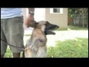 Köpek Eğitim & Mülkiyet : Nasıl Bir Köpek\'s Kötü Alışkanlıkları Kırmak İçin  Resim 3