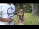Köpek Eğitim Ve Mülkiyet: Nasıl Bir Köpek Sıcakta Bakımı İçin Resim 3